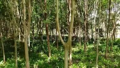 从橡胶树中提取天然乳胶的种植园。 无人机视图